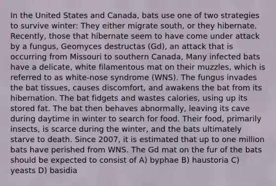 In the United States and Canada, bats use one of two strategies to survive winter: They either migrate south, or they hibernate. Recently, those that hibernate seem to have come under attack by a fungus, Geomyces destructas (Gd), an attack that is occurring from Missouri to southern Canada, Many infected bats have a delicate, white filamentous mat on their muzzles, which is referred to as white-nose syndrome (WNS). The fungus invades the bat tissues, causes discomfort, and awakens the bat from its hibernation. The bat fidgets and wastes calories, using up its stored fat. The bat then behaves abnormally, leaving its cave during daytime in winter to search for food. Their food, primarily insects, is scarce during the winter, and the bats ultimately starve to death. Since 2007, it is estimated that up to one million bats have perished from WNS. The Gd mat on the fur of the bats should be expected to consist of A) byphae B) haustoria C) yeasts D) basidia