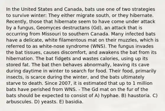 In the United States and Canada, bats use one of two strategies to survive winter: They either migrate south, or they hibernate. Recently, those that hibernate seem to have come under attack by a fungus, Geomyces destructans (Gd), an attack that is occurring from Missouri to southern Canada. Many infected bats have a delicate, white filamentous mat on their muzzles, which is referred to as white-nose syndrome (WNS). The fungus invades the bat tissues, causes discomfort, and awakens the bat from its hibernation. The bat fidgets and wastes calories, using up its stored fat. The bat then behaves abnormally, leaving its cave during daytime in winter to search for food. Their food, primarily insects, is scarce during the winter, and the bats ultimately starve to death. Since 2007, it is estimated that up to 1 million bats have perished from WNS. - The Gd mat on the fur of the bats should be expected to consist of A) hyphae. B) haustoria. C) arbuscules. D) yeasts. E) basidia.