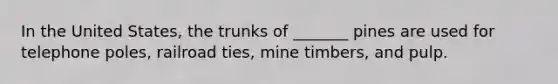 In the United States, the trunks of _______ pines are used for telephone poles, railroad ties, mine timbers, and pulp.