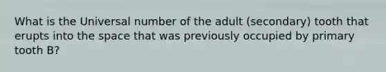 What is the Universal number of the adult (secondary) tooth that erupts into the space that was previously occupied by primary tooth B?