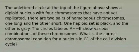 The unlettered circle at the top of the figure above shows a diploid nucleus with four chromosomes that have not yet replicated. There are two pairs of homologous chromosomes, one long and the other short. One haploid set is black, and the other is gray. The circles labeled A−−E show various combinations of these chromosomes. What is the correct chromosomal condition for a nucleus in G1 of the cell division cycle?