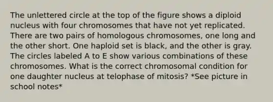 The unlettered circle at the top of the figure shows a diploid nucleus with four chromosomes that have not yet replicated. There are two pairs of homologous chromosomes, one long and the other short. One haploid set is black, and the other is gray. The circles labeled A to E show various combinations of these chromosomes. What is the correct chromosomal condition for one daughter nucleus at telophase of mitosis? *See picture in school notes*