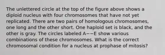 The unlettered circle at the top of the figure above shows a diploid nucleus with four chromosomes that have not yet replicated. There are two pairs of homologous chromosomes, one long and the other short. One haploid set is black, and the other is gray. The circles labeled A−−E show various combinations of these chromosomes. What is the correct chromosomal condition for a nucleus at prophase of mitosis?