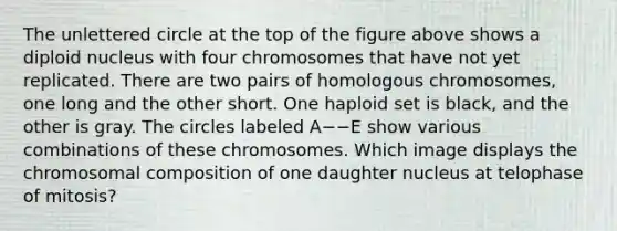 The unlettered circle at the top of the figure above shows a diploid nucleus with four chromosomes that have not yet replicated. There are two pairs of homologous chromosomes, one long and the other short. One haploid set is black, and the other is gray. The circles labeled A−−E show various combinations of these chromosomes. Which image displays the chromosomal composition of one daughter nucleus at telophase of mitosis?