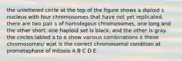 the unlettered circle at the top of the figure shows a diploid s nucleus with four chromosomes that have not yet replicated. there are two pair s of homologous chromosomes, one long and the other short. one haploid set is black, and the other is gray. the circles labled a to e show various combinations o these chromosomes/ wjat is the correct chromosomal condition at prometaphase of mitosis A B C D E