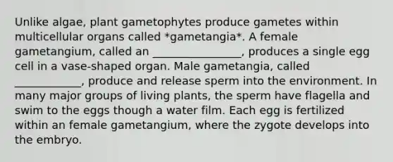 Unlike algae, plant gametophytes produce gametes within multicellular organs called *gametangia*. A female gametangium, called an ________________, produces a single egg cell in a vase-shaped organ. Male gametangia, called ____________, produce and release sperm into the environment. In many major groups of living plants, the sperm have flagella and swim to the eggs though a water film. Each egg is fertilized within an female gametangium, where the zygote develops into the embryo.