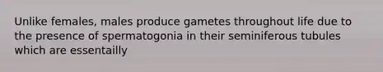 Unlike females, males produce gametes throughout life due to the presence of spermatogonia in their seminiferous tubules which are essentailly