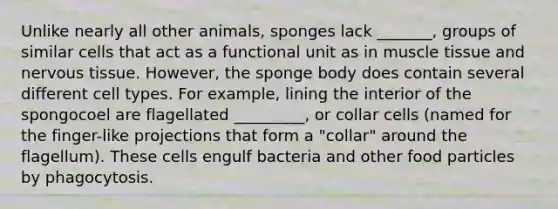 Unlike nearly all other animals, sponges lack _______, groups of similar cells that act as a functional unit as in muscle tissue and nervous tissue. However, the sponge body does contain several different cell types. For example, lining the interior of the spongocoel are flagellated _________, or collar cells (named for the finger-like projections that form a "collar" around the flagellum). These cells engulf bacteria and other food particles by phagocytosis.