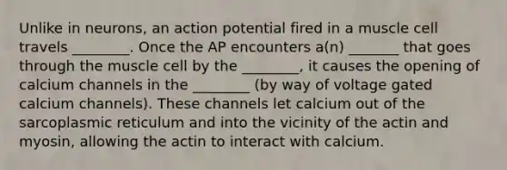Unlike in neurons, an action potential fired in a muscle cell travels ________. Once the AP encounters a(n) _______ that goes through the muscle cell by the ________, it causes the opening of calcium channels in the ________ (by way of voltage gated calcium channels). These channels let calcium out of the sarcoplasmic reticulum and into the vicinity of the actin and myosin, allowing the actin to interact with calcium.