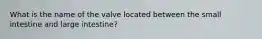 What is the name of the valve located between the small intestine and large intestine?