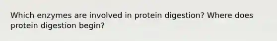 Which enzymes are involved in protein digestion? Where does protein digestion begin?