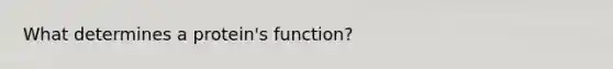 What determines a protein's function?