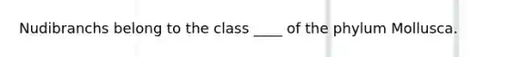 Nudibranchs belong to the class ____ of the phylum Mollusca.