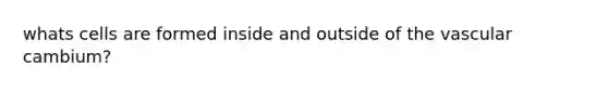 whats cells are formed inside and outside of the vascular cambium?