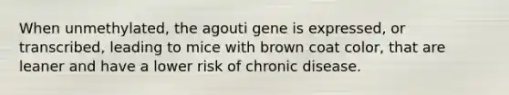 When unmethylated, the agouti gene is expressed, or transcribed, leading to mice with brown coat color, that are leaner and have a lower risk of chronic disease.