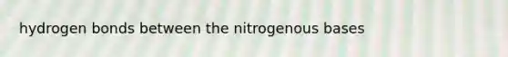 hydrogen bonds between the nitrogenous bases