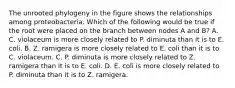 The unrooted phylogeny in the figure shows the relationships among proteobacteria. Which of the following would be true if the root were placed on the branch between nodes A and B? A. C. violaceum is more closely related to P. diminuta than it is to E. coli. B. Z. ramigera is more closely related to E. coli than it is to C. violaceum. C. P. diminuta is more closely related to Z. ramigera than it is to E. coli. D. E. coli is more closely related to P. diminuta than it is to Z. ramigera.