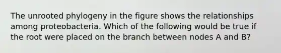 The unrooted phylogeny in the figure shows the relationships among proteobacteria. Which of the following would be true if the root were placed on the branch between nodes A and B?