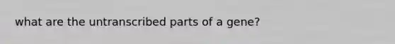 what are the untranscribed parts of a gene?