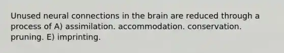 Unused neural connections in the brain are reduced through a process of A) assimilation. accommodation. conservation. pruning. E) imprinting.