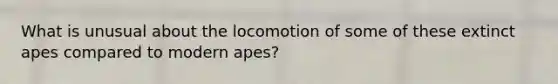 What is unusual about the locomotion of some of these extinct apes compared to modern apes?
