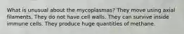 What is unusual about the mycoplasmas? They move using axial filaments. They do not have cell walls. They can survive inside immune cells. They produce huge quantities of methane.