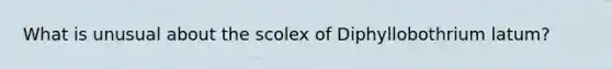 What is unusual about the scolex of Diphyllobothrium latum?