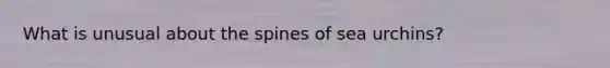 What is unusual about the spines of sea urchins?