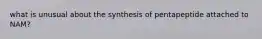 what is unusual about the synthesis of pentapeptide attached to NAM?