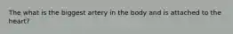 The what is the biggest artery in the body and is attached to the heart?