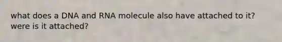 what does a DNA and RNA molecule also have attached to it? were is it attached?