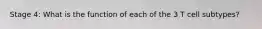 Stage 4: What is the function of each of the 3 T cell subtypes?