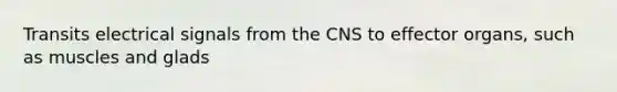 Transits electrical signals from the CNS to effector organs, such as muscles and glads