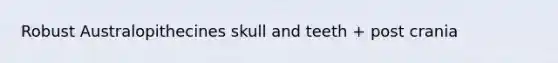 Robust Australopithecines skull and teeth + post crania