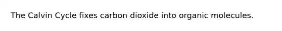 The Calvin Cycle fixes carbon dioxide into organic molecules.