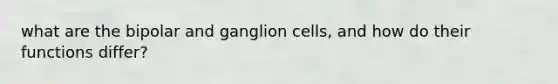 what are the bipolar and ganglion cells, and how do their functions differ?