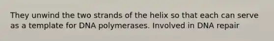 They unwind the two strands of the helix so that each can serve as a template for DNA polymerases. Involved in DNA repair