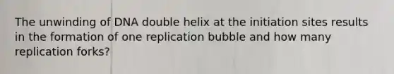 The unwinding of DNA double helix at the initiation sites results in the formation of one replication bubble and how many replication forks?