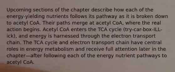 Upcoming sections of the chapter describe how each of the energy-yielding nutrients follows its pathway as it is broken down to acetyl CoA. Their paths merge at acetyl CoA, where the real action begins. Acetyl CoA enters the TCA cycle (try-car-box-ILL-ick), and energy is harnessed through the electron transport chain. The TCA cycle and electron transport chain have central roles in energy metabolism and receive full attention later in the chapter—after following each of the energy nutrient pathways to acetyl CoA.