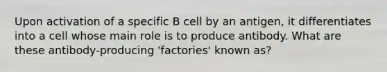 Upon activation of a specific B cell by an antigen, it differentiates into a cell whose main role is to produce antibody. What are these antibody-producing 'factories' known as?