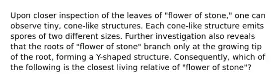 Upon closer inspection of the leaves of "flower of stone," one can observe tiny, cone-like structures. Each cone-like structure emits spores of two different sizes. Further investigation also reveals that the roots of "flower of stone" branch only at the growing tip of the root, forming a Y-shaped structure. Consequently, which of the following is the closest living relative of "flower of stone"?