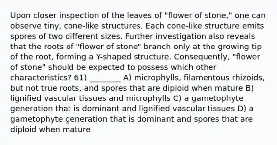 Upon closer inspection of the leaves of "flower of stone," one can observe tiny, cone-like structures. Each cone-like structure emits spores of two different sizes. Further investigation also reveals that the roots of "flower of stone" branch only at the growing tip of the root, forming a Y-shaped structure. Consequently, "flower of stone" should be expected to possess which other characteristics? 61) ________ A) microphylls, filamentous rhizoids, but not true roots, and spores that are diploid when mature B) lignified vascular tissues and microphylls C) a gametophyte generation that is dominant and lignified vascular tissues D) a gametophyte generation that is dominant and spores that are diploid when mature