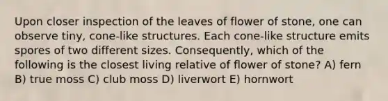 Upon closer inspection of the leaves of flower of stone, one can observe tiny, cone-like structures. Each cone-like structure emits spores of two different sizes. Consequently, which of the following is the closest living relative of flower of stone? A) fern B) true moss C) club moss D) liverwort E) hornwort