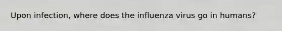 Upon infection, where does the influenza virus go in humans?