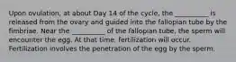 Upon ovulation, at about Day 14 of the cycle, the __________ is released from the ovary and guided into the fallopian tube by the fimbriae. Near the __________ of the fallopian tube, the sperm will encounter the egg. At that time, fertilization will occur. Fertilization involves the penetration of the egg by the sperm.