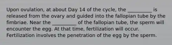 Upon ovulation, at about Day 14 of the cycle, the __________ is released from the ovary and guided into the fallopian tube by the fimbriae. Near the __________ of the fallopian tube, the sperm will encounter the egg. At that time, fertilization will occur. Fertilization involves the penetration of the egg by the sperm.