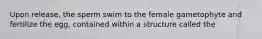 Upon release, the sperm swim to the female gametophyte and fertilize the egg, contained within a structure called the