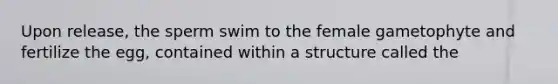 Upon release, the sperm swim to the female gametophyte and fertilize the egg, contained within a structure called the