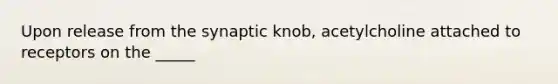 Upon release from the synaptic knob, acetylcholine attached to receptors on the _____