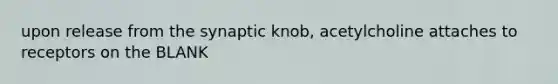 upon release from the synaptic knob, acetylcholine attaches to receptors on the BLANK